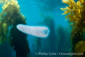 Pyrosome drifting through a kelp forest, Catalina Island. Pyrosomes are free-floating colonial tunicates that usually live in the upper layers of the open ocean in warm seas. Pyrosomes are cylindrical or cone-shaped colonies made up of hundreds to thousands of individuals, known as zooids