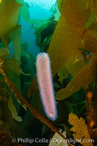 Pyrosome in Kelp Forest, Santa Barbara Island, Pyrosoma
