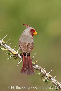 Pyrrhuloxia, male, Cardinalis sinuatus, Amado, Arizona