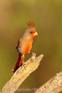 Pyrrhuloxia, male, Cardinalis sinuatus, Amado, Arizona