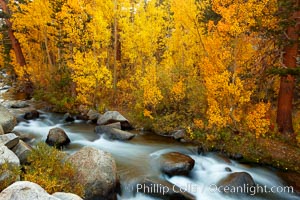 Aspens turn yellow in autumn, changing color alongside the south fork of Bishop Creek at sunset, Populus tremuloides, Bishop Creek Canyon, Sierra Nevada Mountains