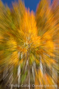 An explosion of yellow and orange color, aspen trees changing color in fall, autumn approaches, Populus tremuloides, Bishop Creek Canyon, Sierra Nevada Mountains