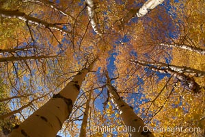 A grove of aspen trees, looking up to the sky along the towering white trunks to the yellow and green leaves, changing color in autumn, Populus tremuloides, Bishop Creek Canyon, Sierra Nevada Mountains