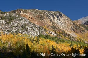 The Hunchback, a peak rising above the South Fork of Bishop Creek Canyon, with yellow and orange aspen trees changing to their fall colors, Populus tremuloides, Bishop Creek Canyon, Sierra Nevada Mountains