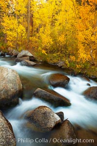 Aspens turn yellow in autumn, changing color alongside the south fork of Bishop Creek at sunset, Populus tremuloides, Bishop Creek Canyon, Sierra Nevada Mountains