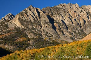 Sierra Nevada mountains, appear above a grove of colorful aspen trees changing to yellow and orange in fall, autumn, Populus tremuloides, Bishop Creek Canyon, Sierra Nevada Mountains