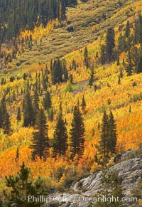 Yellow aspen trees in fall, line the sides of Bishop Creek Canyon, mixed with  green pine trees, eastern sierra fall colors.