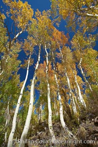 White trunks of aspen trees, viewed upward toward the yellow and orange leaves of autumn and the blue sky beyond, Populus tremuloides, Bishop Creek Canyon, Sierra Nevada Mountains