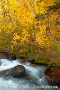 Aspens turn yellow in autumn, changing color alongside the south fork of Bishop Creek at sunset. Bishop Creek Canyon, Sierra Nevada Mountains, California, USA, Populus tremuloides, natural history stock photograph, photo id 23338