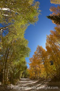 A tunnel of aspen trees, on a road alongside North Lake.  The aspens on the left are still green, while those on the right are changing to their fall colors of yellow and orange.  Why the difference?, Populus tremuloides, Bishop Creek Canyon, Sierra Nevada Mountains