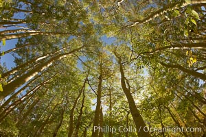 A grove of aspen trees, looking up to the sky along the towering white trunks to the yellow and green leaves, changing color in autumn, Populus tremuloides, Bishop Creek Canyon, Sierra Nevada Mountains