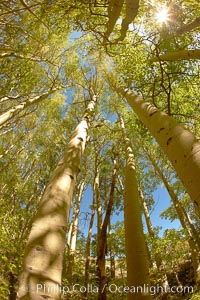 A grove of aspen trees, looking up to the sky along the towering white trunks to the yellow and green leaves, changing color in autumn, Populus tremuloides, Bishop Creek Canyon, Sierra Nevada Mountains