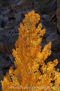 Aspen trees turning yellow in autumn, fall colors in the eastern sierra.