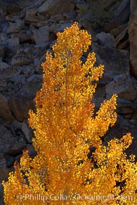 Aspen trees turning yellow in autumn, fall colors in the eastern sierra, Populus tremuloides, Bishop Creek Canyon, Sierra Nevada Mountains