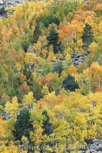 Aspen trees, create a collage of autumn colors on the sides of Rock Creek Canyon, fall colors of yellow, orange, green and red, Populus tremuloides, Rock Creek Canyon, Sierra Nevada Mountains