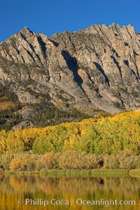 Aspen trees in fall, change in color to yellow, orange and red, reflected in the calm waters of North Lake, Populus tremuloides, Bishop Creek Canyon, Sierra Nevada Mountains