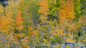 Aspen trees, create a collage of autumn colors on the sides of Rock Creek Canyon, fall colors of yellow, orange, green and red, Populus tremuloides, Rock Creek Canyon, Sierra Nevada Mountains