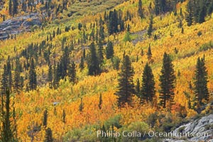 Yellow aspen trees in fall, line the sides of Bishop Creek Canyon, mixed with  green pine trees, eastern sierra fall colors, Populus tremuloides, Bishop Creek Canyon, Sierra Nevada Mountains