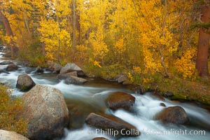 Aspens turn yellow in autumn, changing color alongside the south fork of Bishop Creek at sunset. Bishop Creek Canyon, Sierra Nevada Mountains, California, USA, Populus tremuloides, natural history stock photograph, photo id 23362