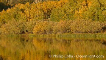 Aspen trees in fall, change in color to yellow, orange and red, reflected in the calm waters of North Lake, Populus tremuloides, Bishop Creek Canyon, Sierra Nevada Mountains