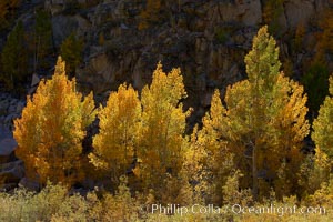 A golden grove of turning aspen trees, is backlit by the late afternoon sun, with dark granite cliffs behind, Populus tremuloides, Bishop Creek Canyon, Sierra Nevada Mountains