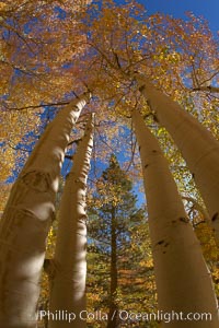 A grove of aspen trees, looking up to the sky along the towering white trunks to the yellow and green leaves, changing color in autumn, Populus tremuloides, Bishop Creek Canyon, Sierra Nevada Mountains