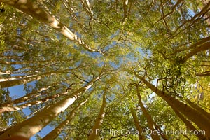 A grove of aspen trees, looking up to the sky along the towering white trunks to the yellow and green leaves, changing color in autumn, Populus tremuloides, Bishop Creek Canyon, Sierra Nevada Mountains