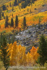 Yellow aspen trees in fall, line the sides of Bishop Creek Canyon, mixed with  green pine trees, eastern sierra fall colors, Populus tremuloides, Bishop Creek Canyon, Sierra Nevada Mountains