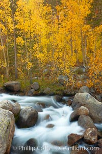 Aspens turn yellow in autumn, changing color alongside the south fork of Bishop Creek at sunset, Populus tremuloides, Bishop Creek Canyon, Sierra Nevada Mountains