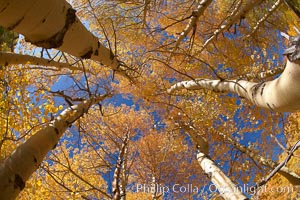 A grove of aspen trees, looking up to the sky along the towering white trunks to the yellow and green leaves, changing color in autumn, Populus tremuloides, Bishop Creek Canyon, Sierra Nevada Mountains