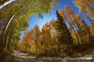 A tunnel of aspen trees, on a road alongside North Lake.  The aspens on the left are still green, while those on the right are changing to their fall colors of yellow and orange.  Why the difference?, Populus tremuloides, Bishop Creek Canyon, Sierra Nevada Mountains