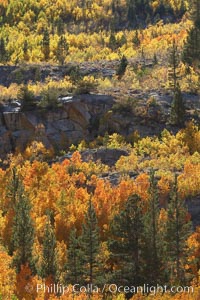 Yellow aspen trees in fall, line the sides of Bishop Creek Canyon, mixed with  green pine trees, eastern sierra fall colors, Populus tremuloides, Bishop Creek Canyon, Sierra Nevada Mountains