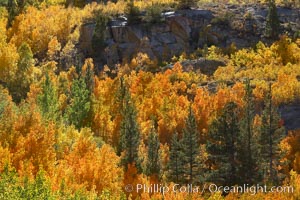 Yellow aspen trees in fall, line the sides of Bishop Creek Canyon, mixed with  green pine trees, eastern sierra fall colors, Populus tremuloides, Bishop Creek Canyon, Sierra Nevada Mountains