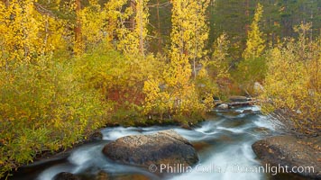 Aspens turn yellow in autumn, changing color alongside the south fork of Bishop Creek at sunset, Populus tremuloides, Bishop Creek Canyon, Sierra Nevada Mountains