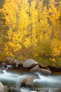 Aspens turn yellow in autumn, changing color alongside the south fork of Bishop Creek at sunset, Populus tremuloides, Bishop Creek Canyon, Sierra Nevada Mountains