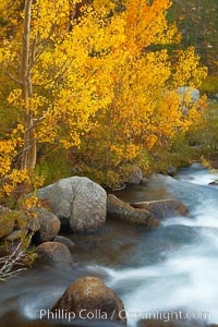 Aspens turn yellow in autumn, changing color alongside the south fork of Bishop Creek at sunset, Populus tremuloides, Bishop Creek Canyon, Sierra Nevada Mountains