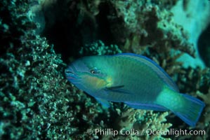 Female queen parrotfish feeds on coral reef with teeth and jaws suited to pulverize hard coral, excreting the remains as sand, Scarus vetula, Roatan