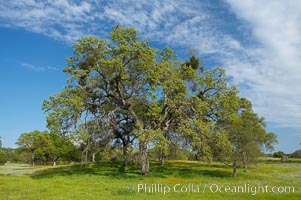 Oak trees and grass cover the countryside in green, spring, Sierra Nevada foothills, Quercus, Mariposa, California