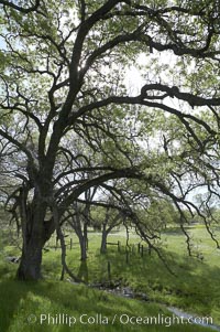 Oak trees and grass cover the countryside in green, spring, Sierra Nevada foothills, Quercus, Mariposa, California