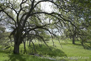 Oak trees and grass cover the countryside in green, spring, Sierra Nevada foothills, Quercus, Mariposa, California