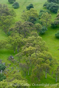 Oak trees and grass cover the countryside in green, spring, Sierra Nevada foothills, Quercus, Mariposa, California