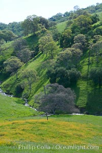 Oak trees and grass cover the countryside in green, spring, Sierra Nevada foothills, Quercus, Mariposa, California