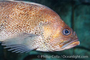 Quillback rockfish, Sebastes maliger