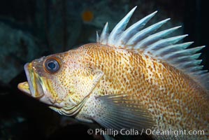 Quillback rockfish, Sebastes maliger