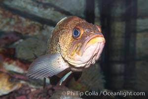Quillback rockfish, Sebastes maliger