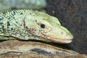 Quince monitor lizard, Varanus melinus