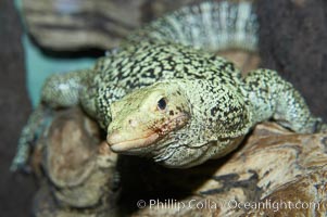 Quince monitor lizard, Varanus melinus