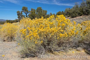 Rabbitbrush, Chrysothamnus, White Mountains, Inyo National Forest