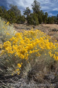 Rabbitbrush, Chrysothamnus, White Mountains, Inyo National Forest