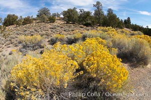 Rabbitbrush, Chrysothamnus, White Mountains, Inyo National Forest